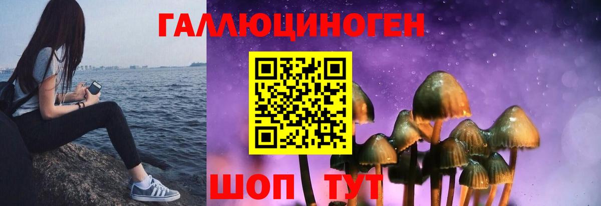 Псилоцибиновые грибы Psilocybe Будённовск